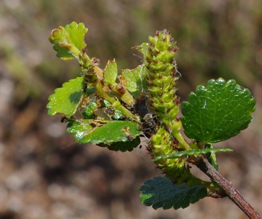 Береза карликовая Betula Nana