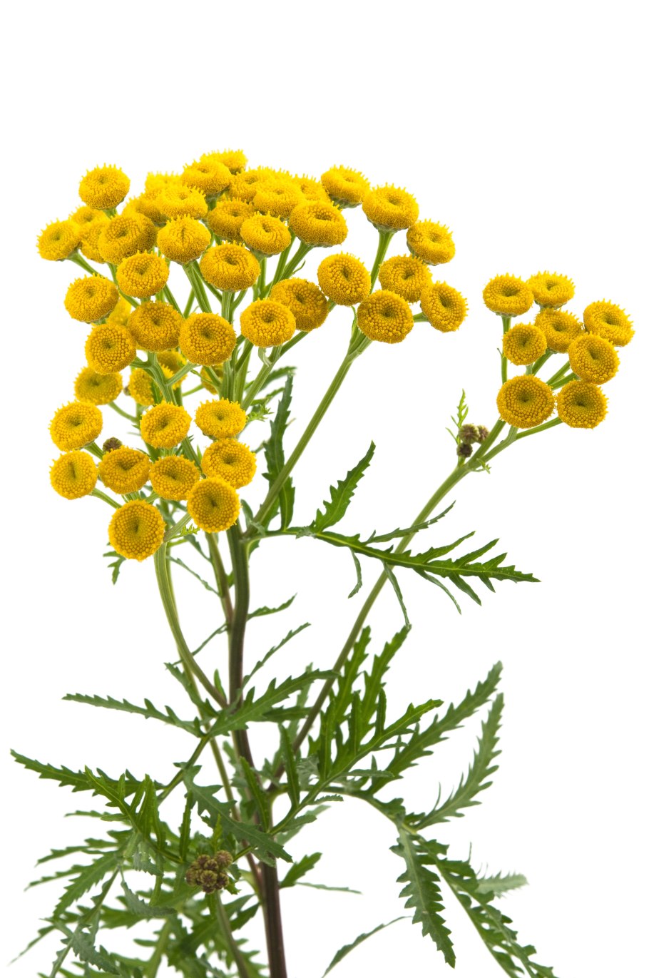 Tanacetum communis