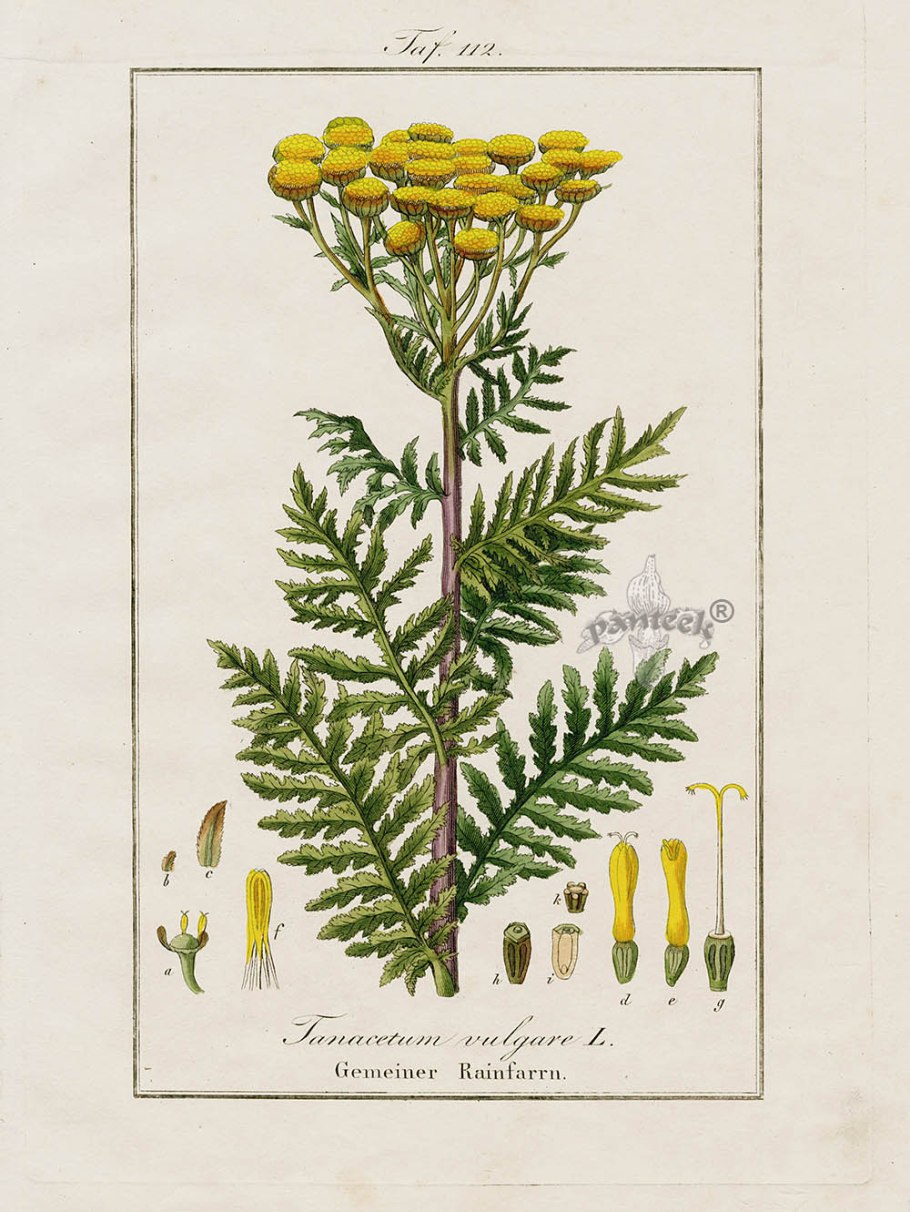 Пижма обыкновенная