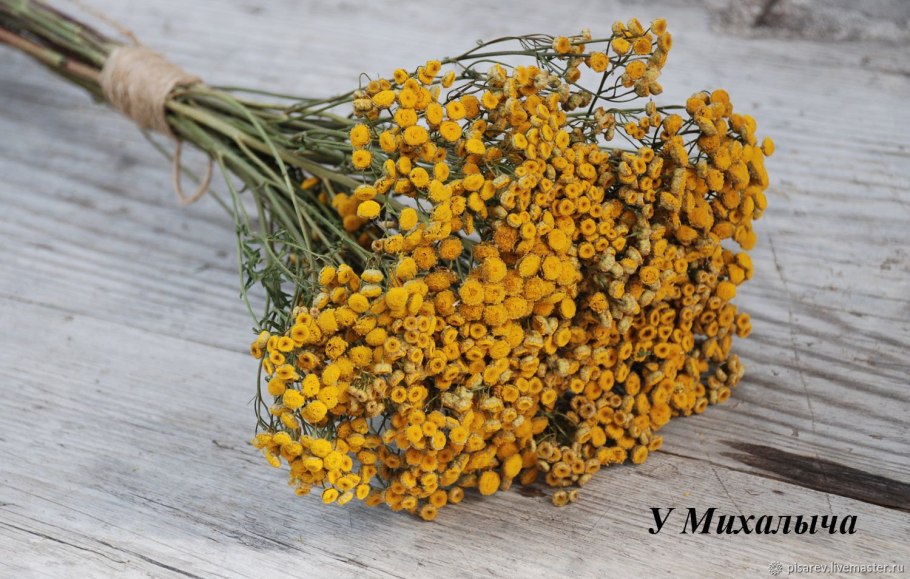 Пионерные растения фото