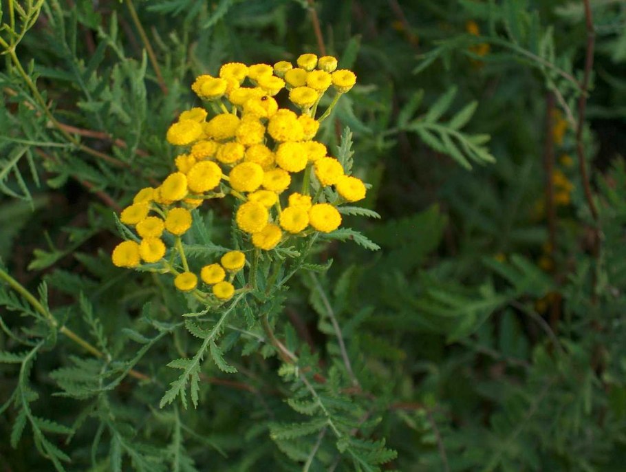 Пижма обыкновенная (Tanacetum vulgaris)
