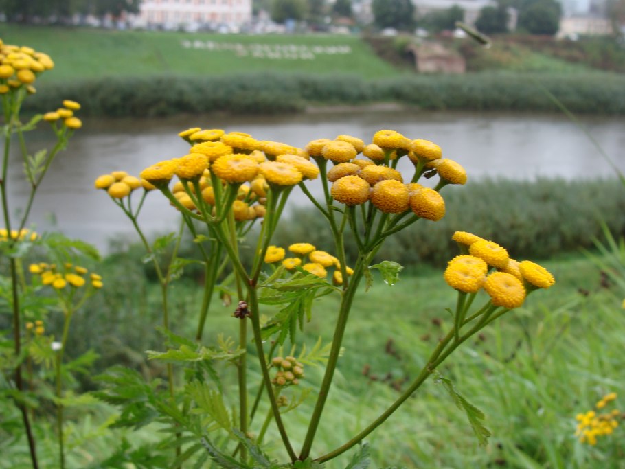 Пижма обыкновенная (Tanacetum vulgare)