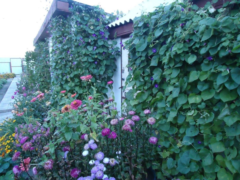 Ипомея ампельная