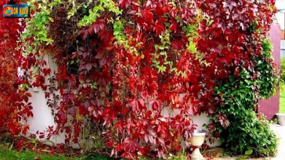 Гортензия anomala petiolaris