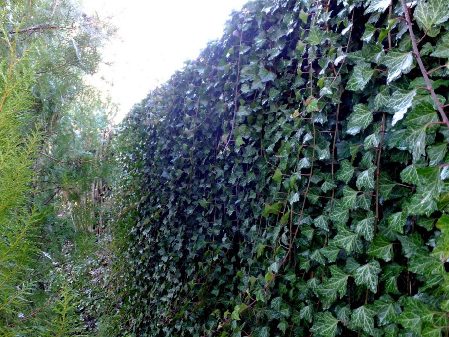 Плющ(Hedera Helix) Живая изгородь
