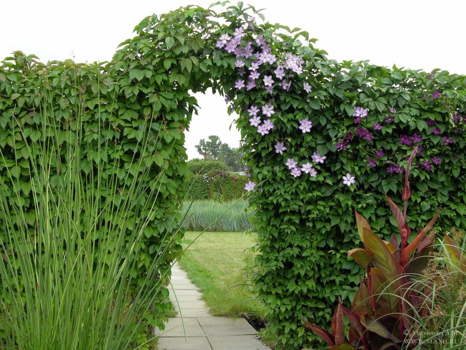 Кампсис, жимолость