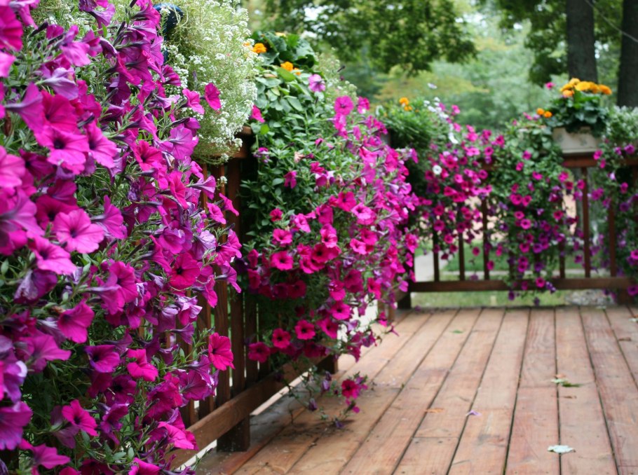 Глициния макростахия голубая Луна