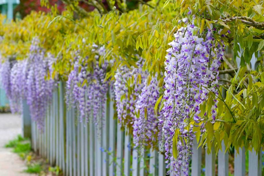 Плющ Хмель Вьюнок