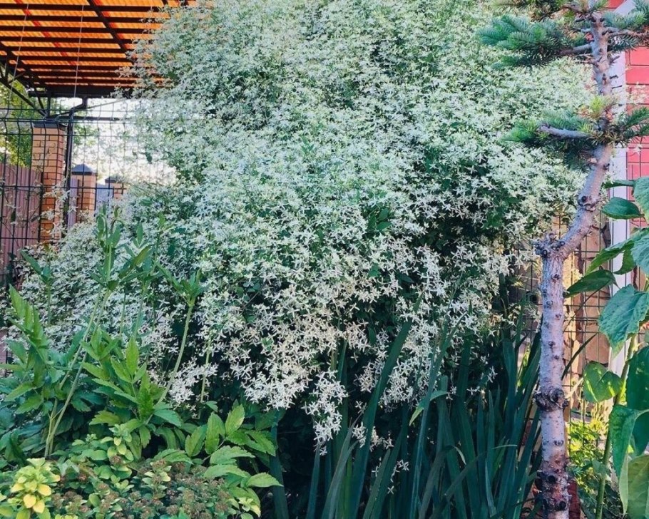 Клематис плетистый