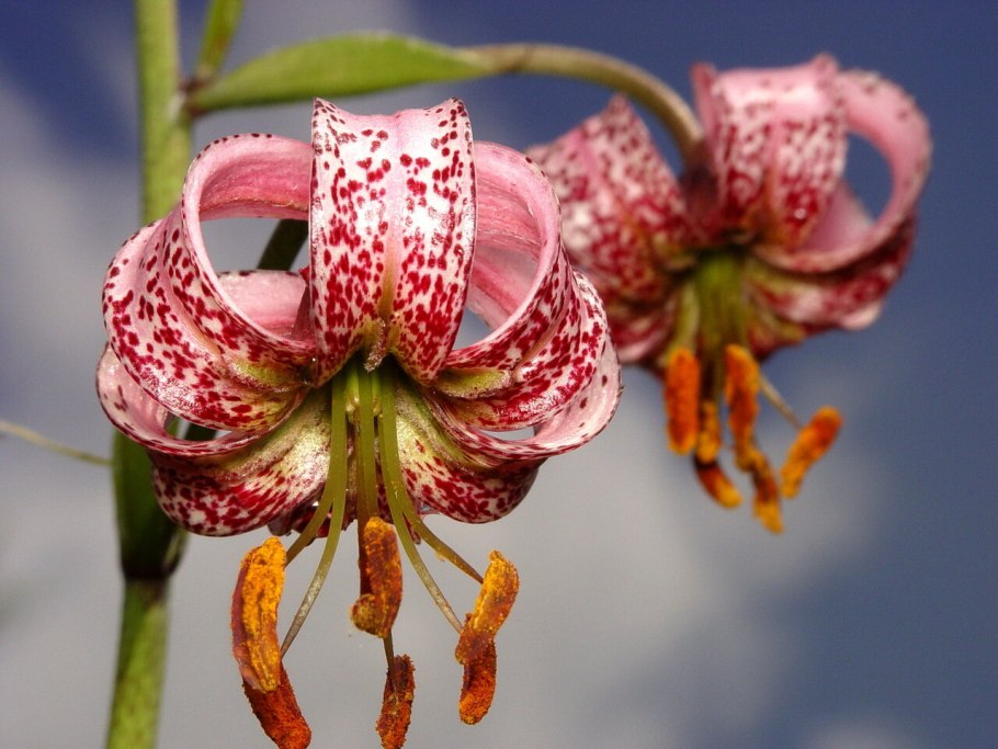 Саранка Полевая