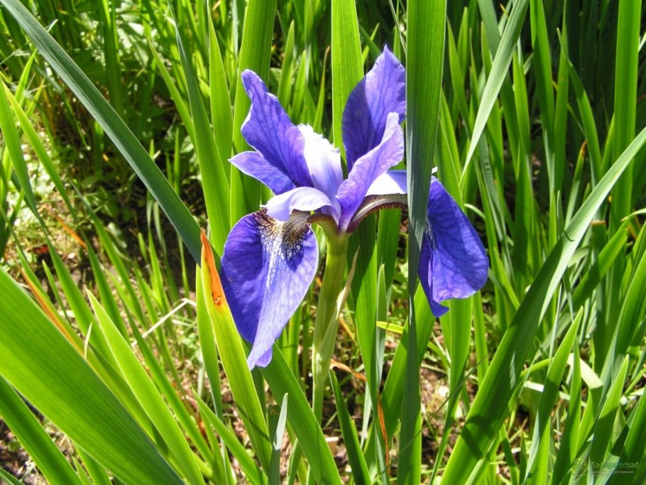 Ирис Сибирский (Iris sibirica &#96;Imperial Opal&#96;)