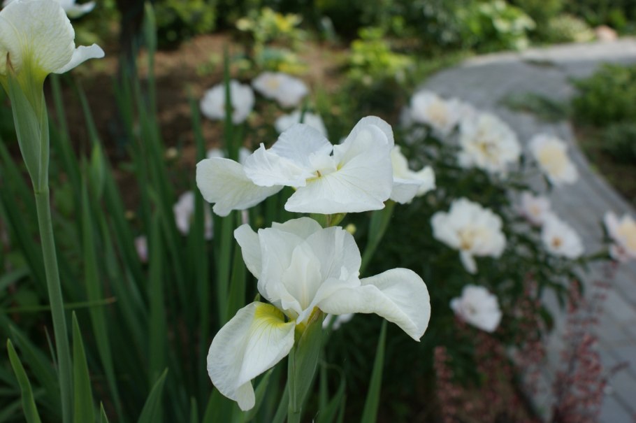 Ирис Сибирский Harpswell Happiness