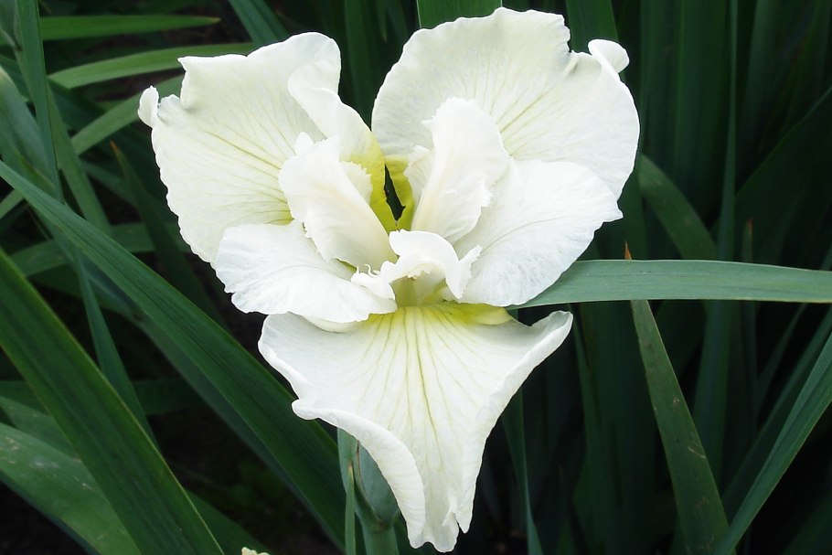 Ирис Сибирский Харпсвил Хэппинесс 2шт