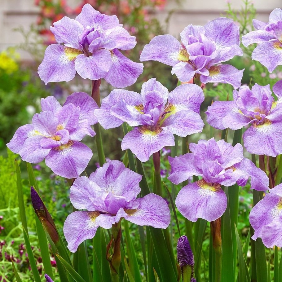 Ирис Сибирский (Iris sibirica White Swirl )