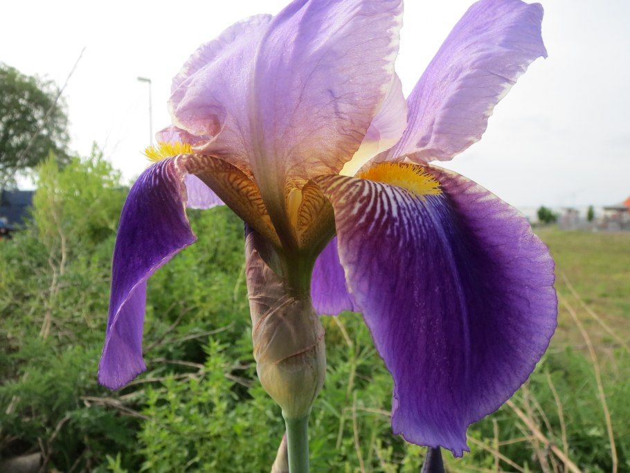 Ирис Сибирский кита-но-сейдза