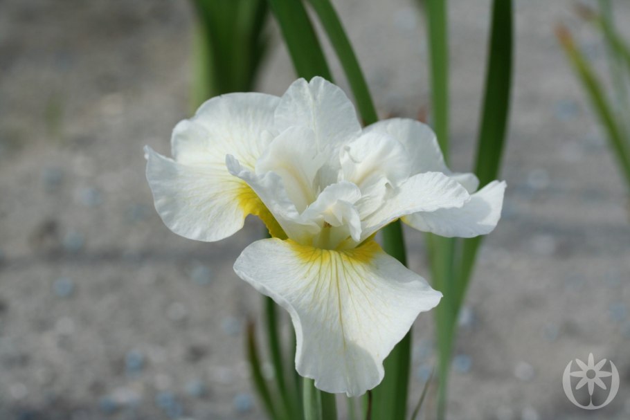 Ирис Сибирский Harpswell Happiness