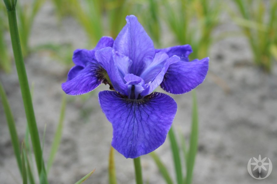 Ирис Сибирский Суон ин Флайт