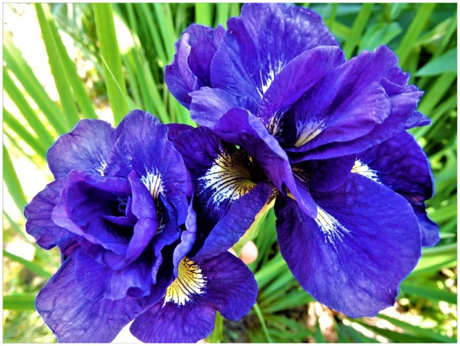 Продажа в аптеке Ирис Сибирский используют в аптеке