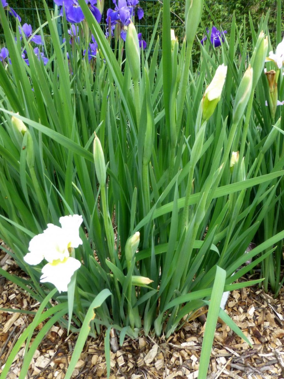 Ирис Харпсвелл