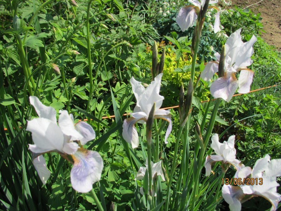 Iris sibirica Harpswell Happiness