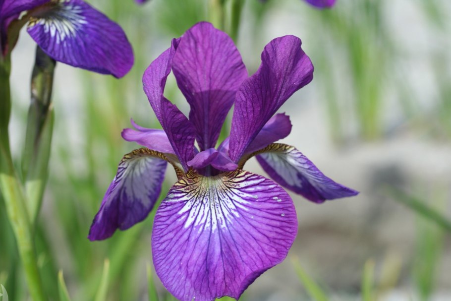 Ирисы бородатые и Сибирские отличия