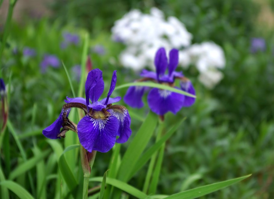 Ирис Сибирский (Iris sibirica &#96;i see Stars&#96;)