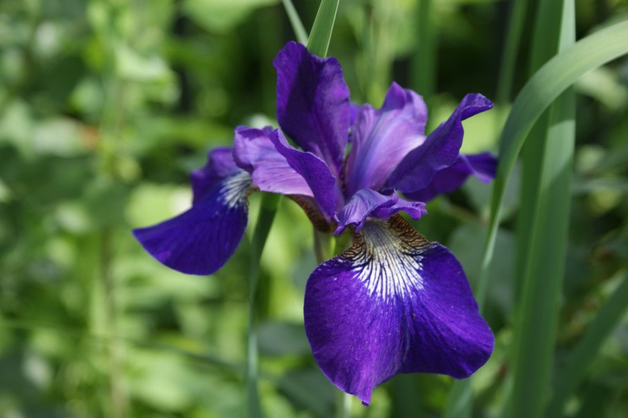 Ирис Сибирский Harpswell Haze