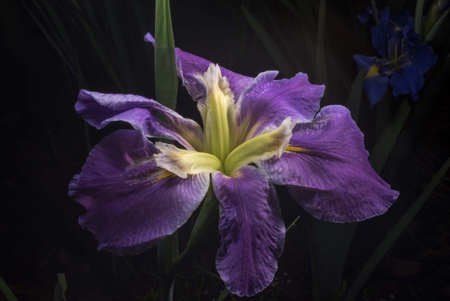 Ирис Сибирский Ruffled Velvet