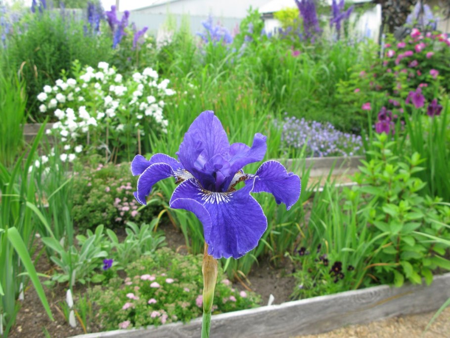 Ирис "Roy Davidson"