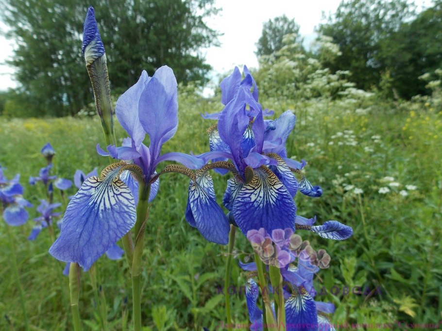 Ирис Сибирский Лаймлайт