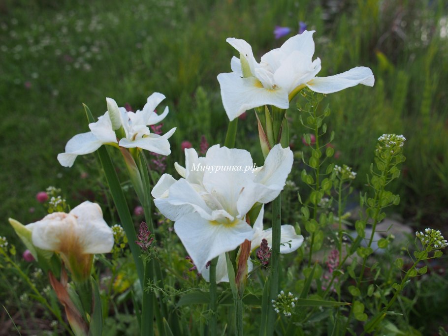 Ирис Silver Edge