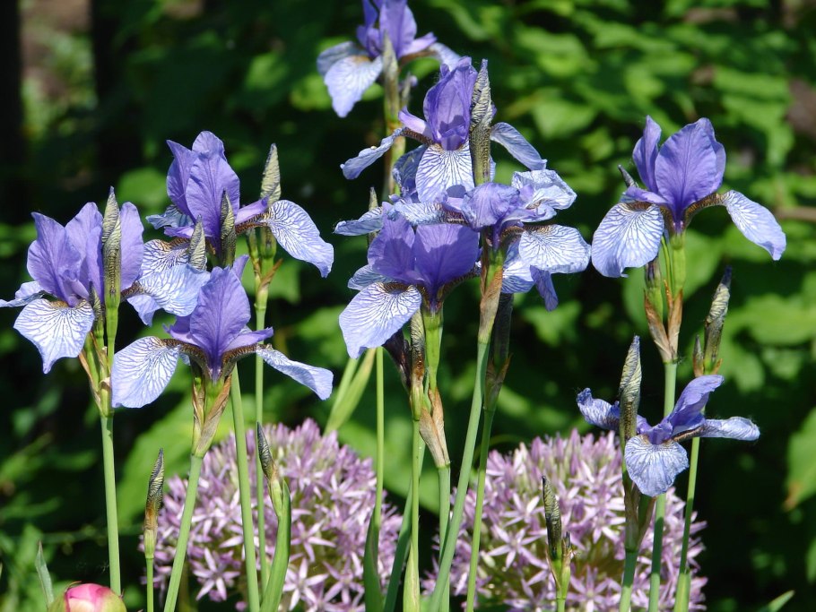 Ирис Сибирский Ottawa