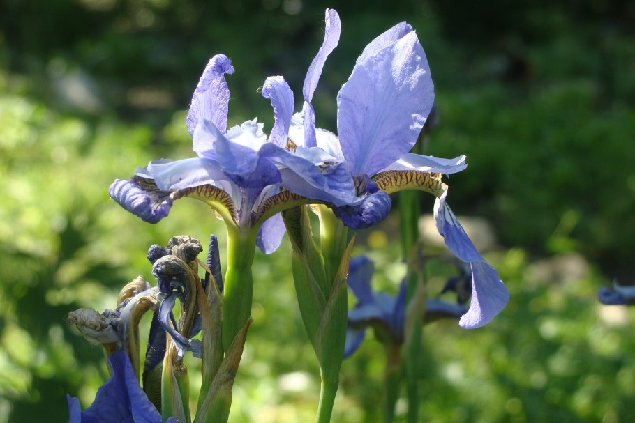Iris sibirica Silver Edge
