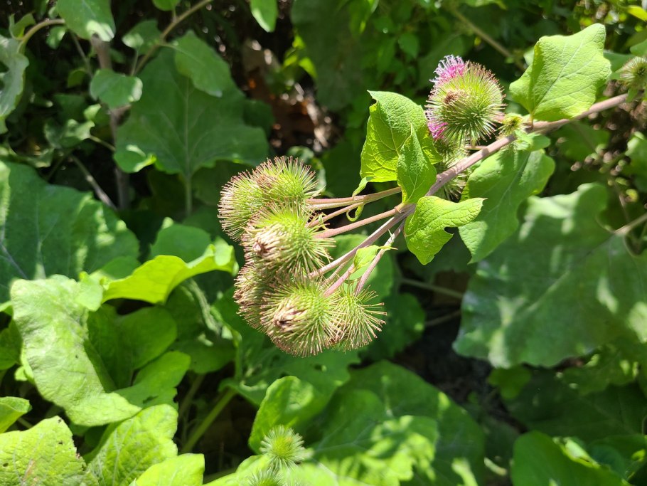 Лопух паутинистый Arctium tomentosum