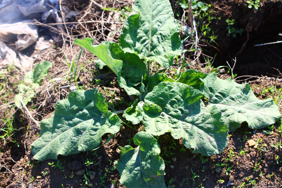 Горький лопух