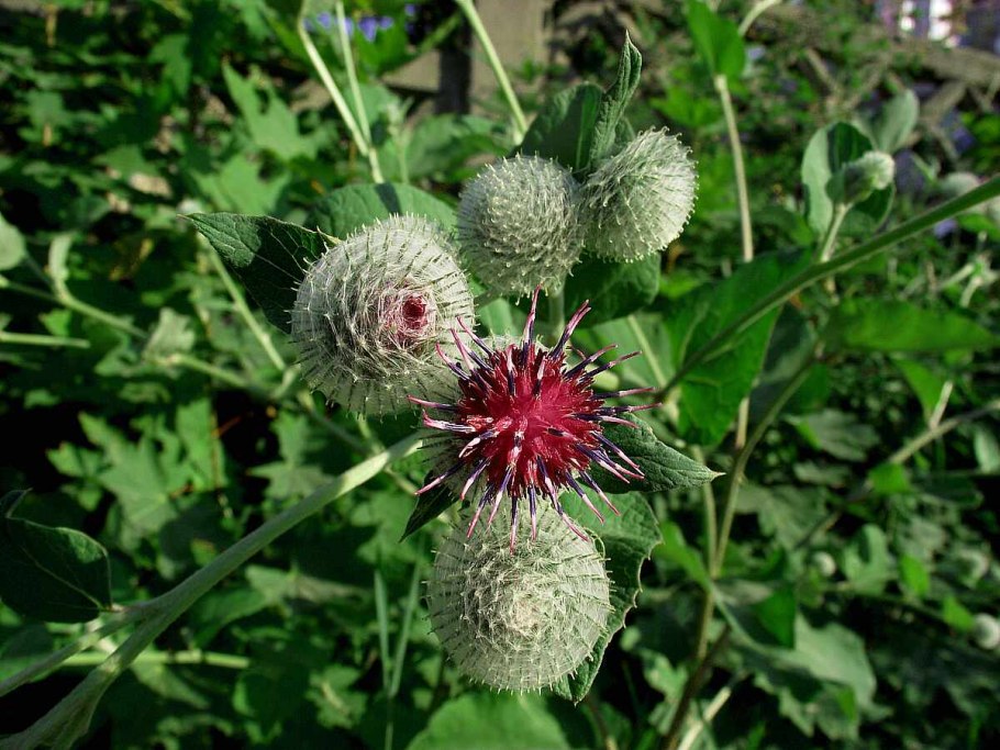 Лопух паутинистый Arctium tomentosum
