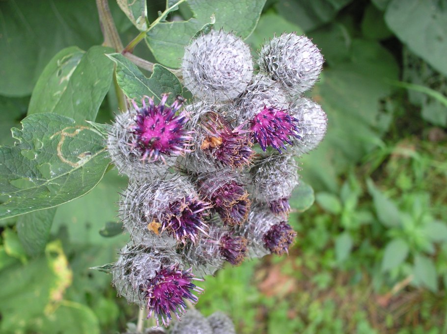 Репейник (Burdock)