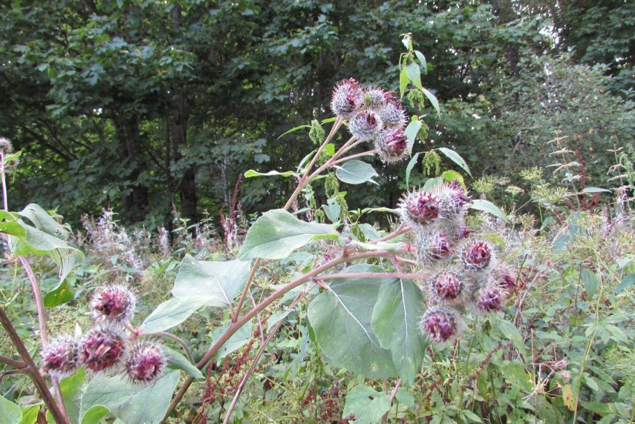 Репейник малый