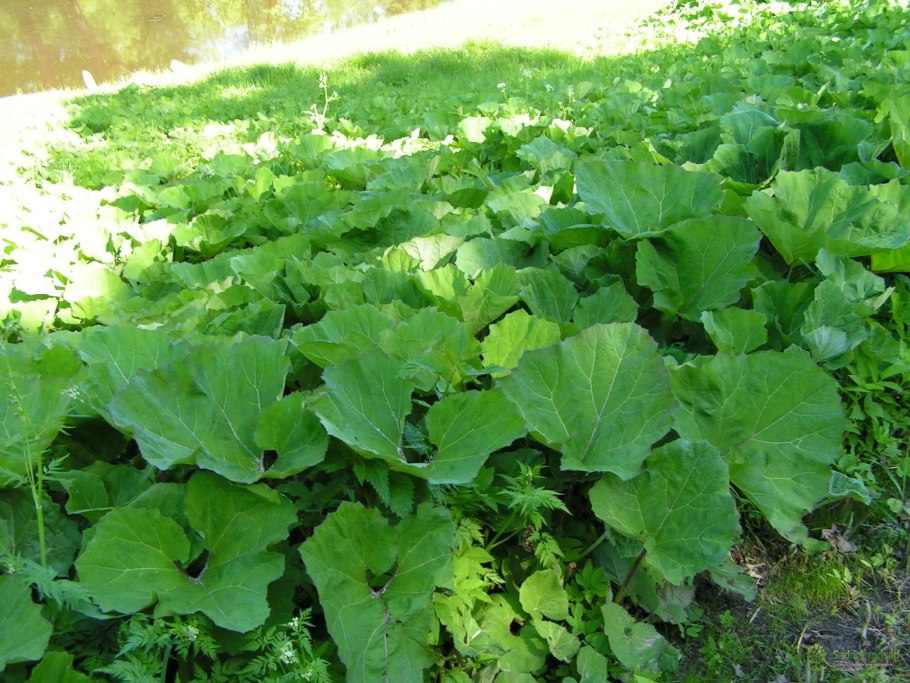 Лопух Лесной