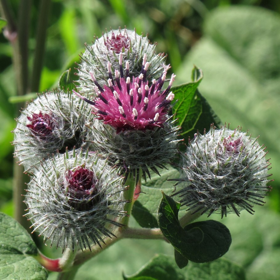 Лопух паутинистый Arctium tomentosum