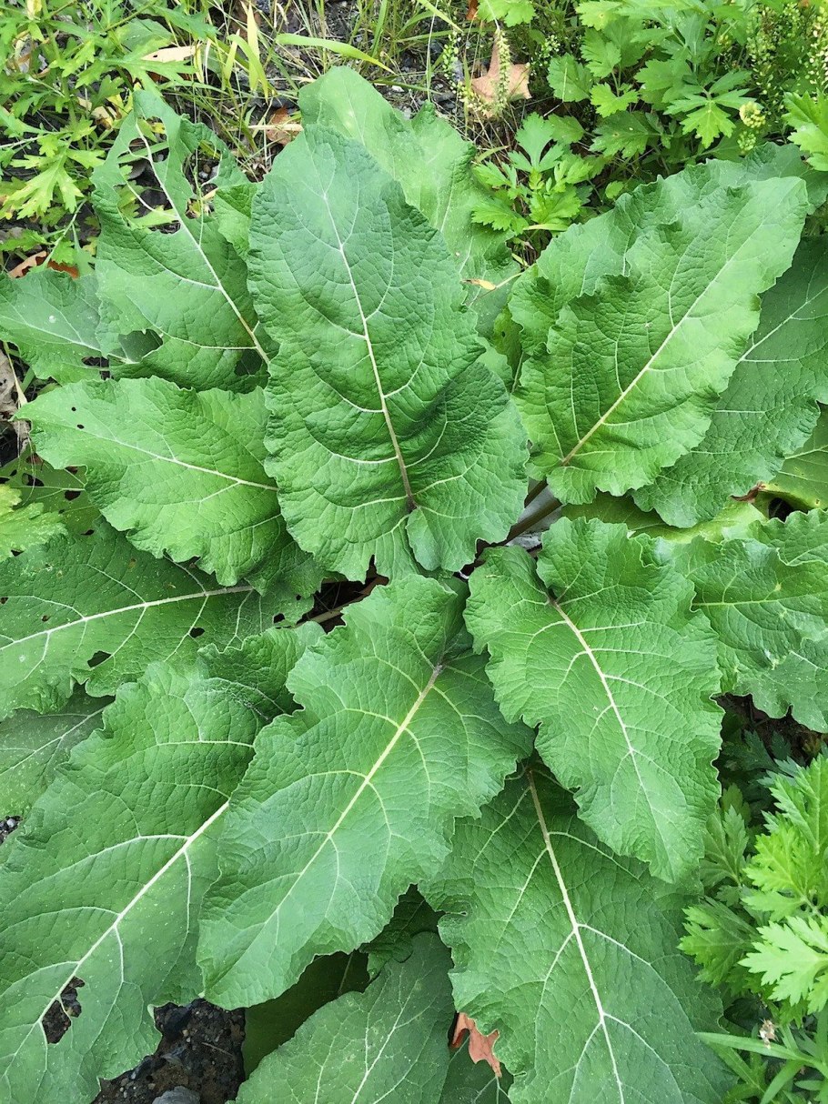 Репейник (Burdock)