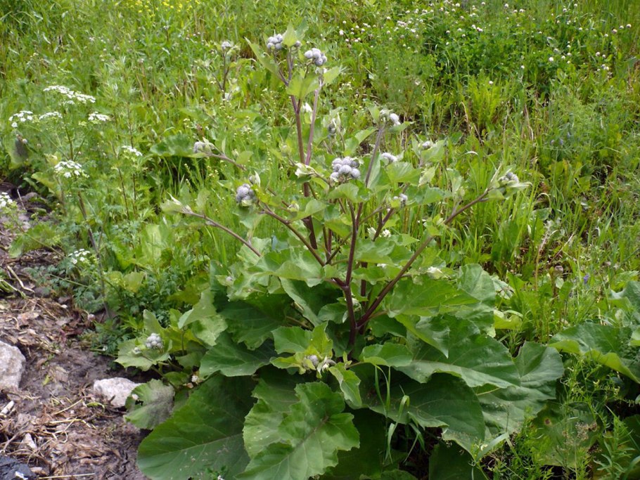 Репей лопух