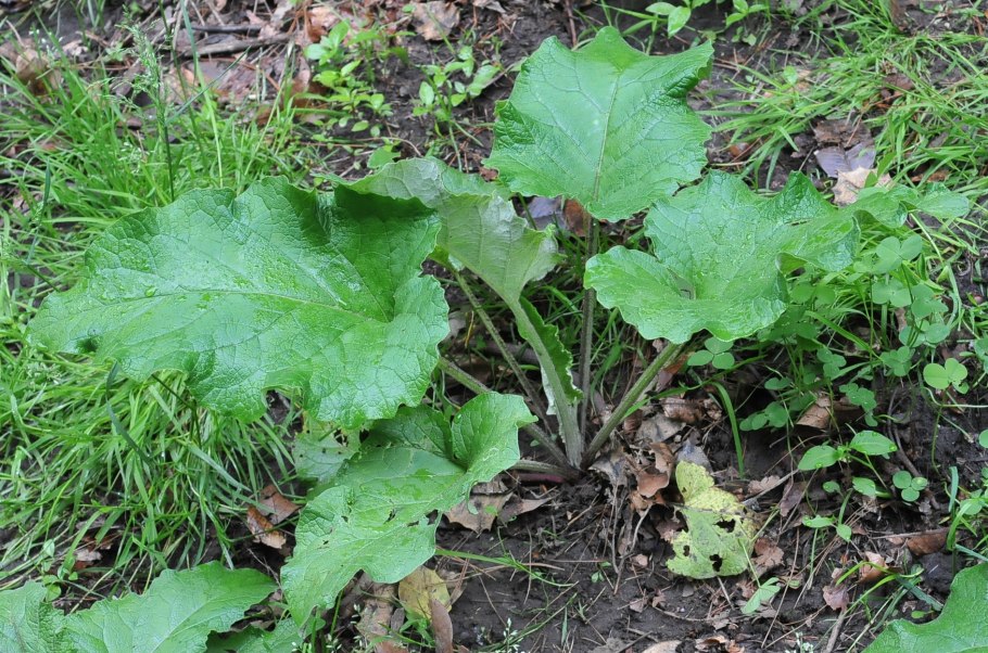 Лопух большой Arctium Lappa