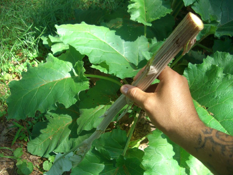 Как цветёт репейник фото