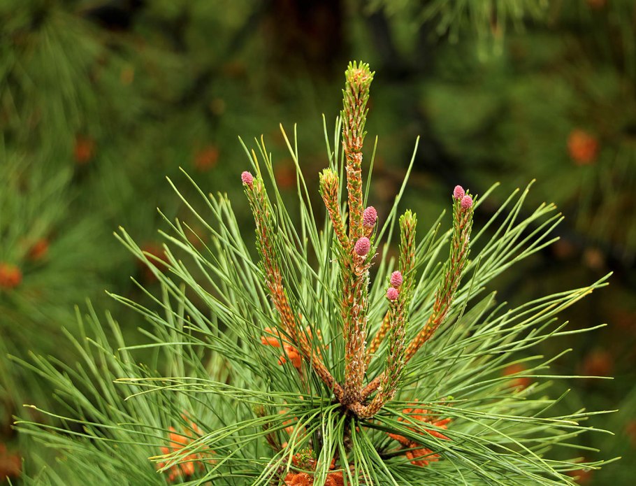 Pinus Sylvestris