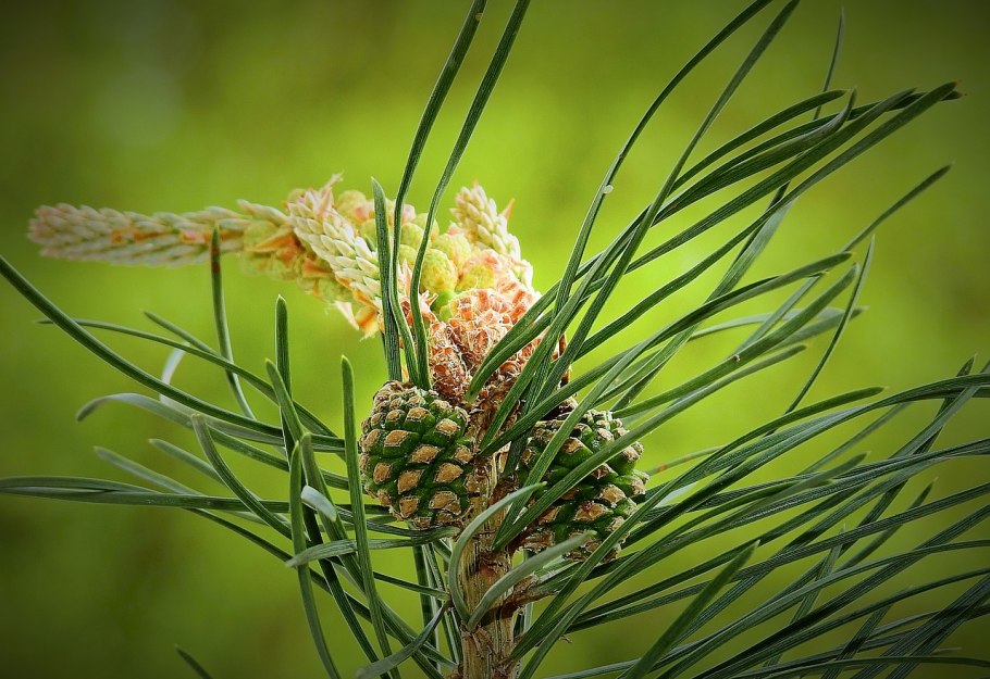 Кедр Сибирский Pinus sibirica