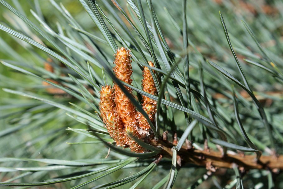 Сосна обыкновенная ( Pínus Sylvestris