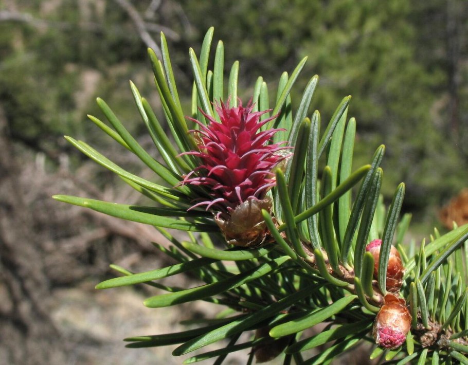 Pinus bungeana сосна