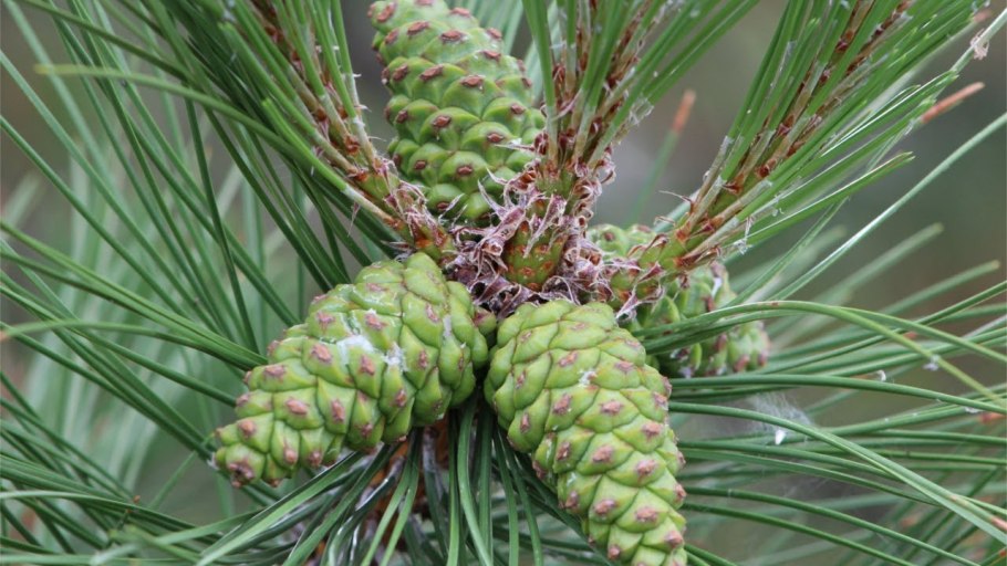 Сосна обыкновенная Pinus