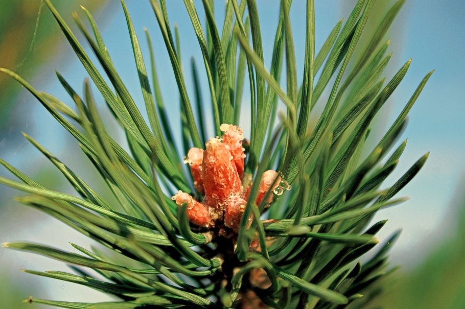 Сосна обыкновенная Pinus Sylvestris
